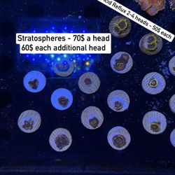 Fake Toy Corals