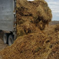 Free!!! 100 yard horse manure mulch