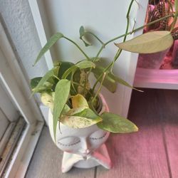 Mixed Pothos Bundle Cutting Rooted In Water