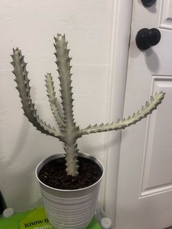 Ghosts cactus