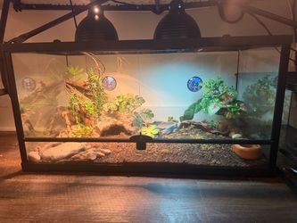 baby bearded dragon with enclosure