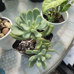 Ghost Plant, Live Succulent 