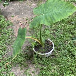 Elephant Ear Plant 