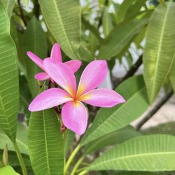 Large Plumeria Tree (Hot Pink with Gold Center)