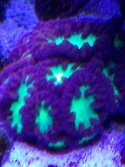 Blastomussa merletti