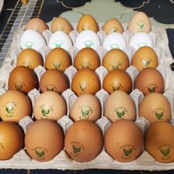 CHICKEN EGGS FREE RANGE FARM FRESH 