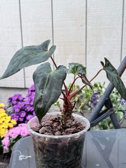 Anthurium papillilaminum