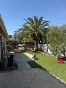 Canary palm