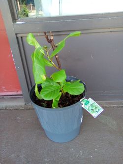 10" fiddle leaf fig