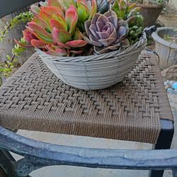 Succulent Hanging Basket