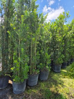 Podocarpus over 7 to 9 feet tall instant privacy hedge for fence all sizes available minimum qty 20+