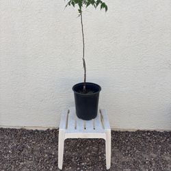 Lila Tree
