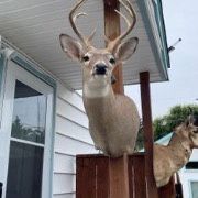 Deer Head