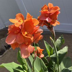 Canna Lily Orange- Potted Plant- 2 Plants In 1 Pot