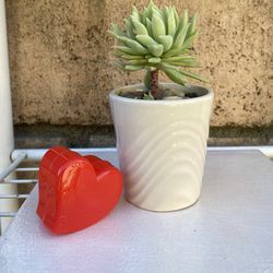 Valentines Day Succulent Plant For Your Loved One 