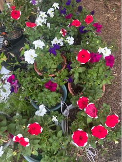 Petunias