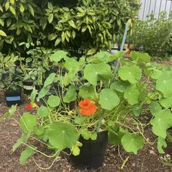 Nasturtium Flowers Plants In Large Pot Blooming 