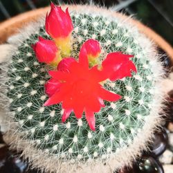 Cactus Whit Flowers.