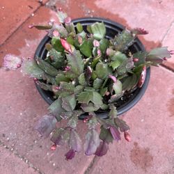 Thanksgiving cactus plant .. red flowers