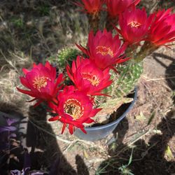 Cactus