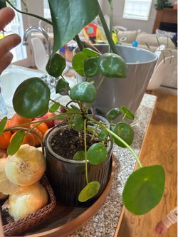 Pilea peperomia, friendship plant, Chinese money plant
