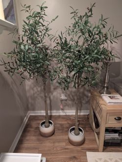 Olive Trees