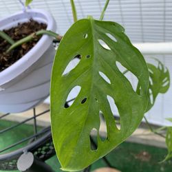 Monstera Adansonii