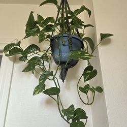 Plant 