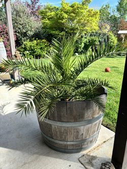 Healthy Palm Tree In Wine Barrel Planter
