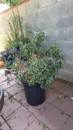 Big  plant jade / arbol de jade