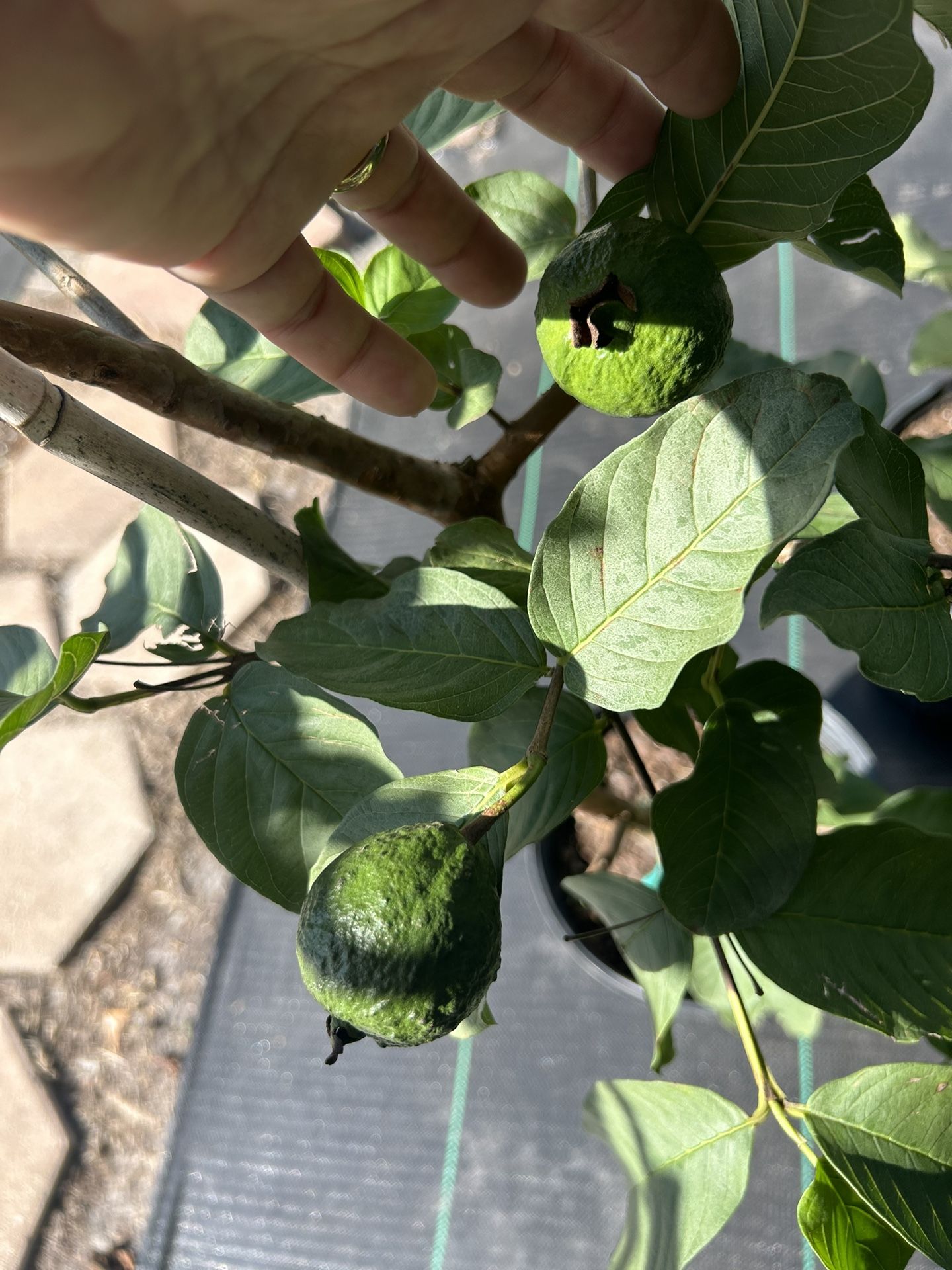 Guavas Tree Grafted Pink 60.00 Each Kissimmee Bvl