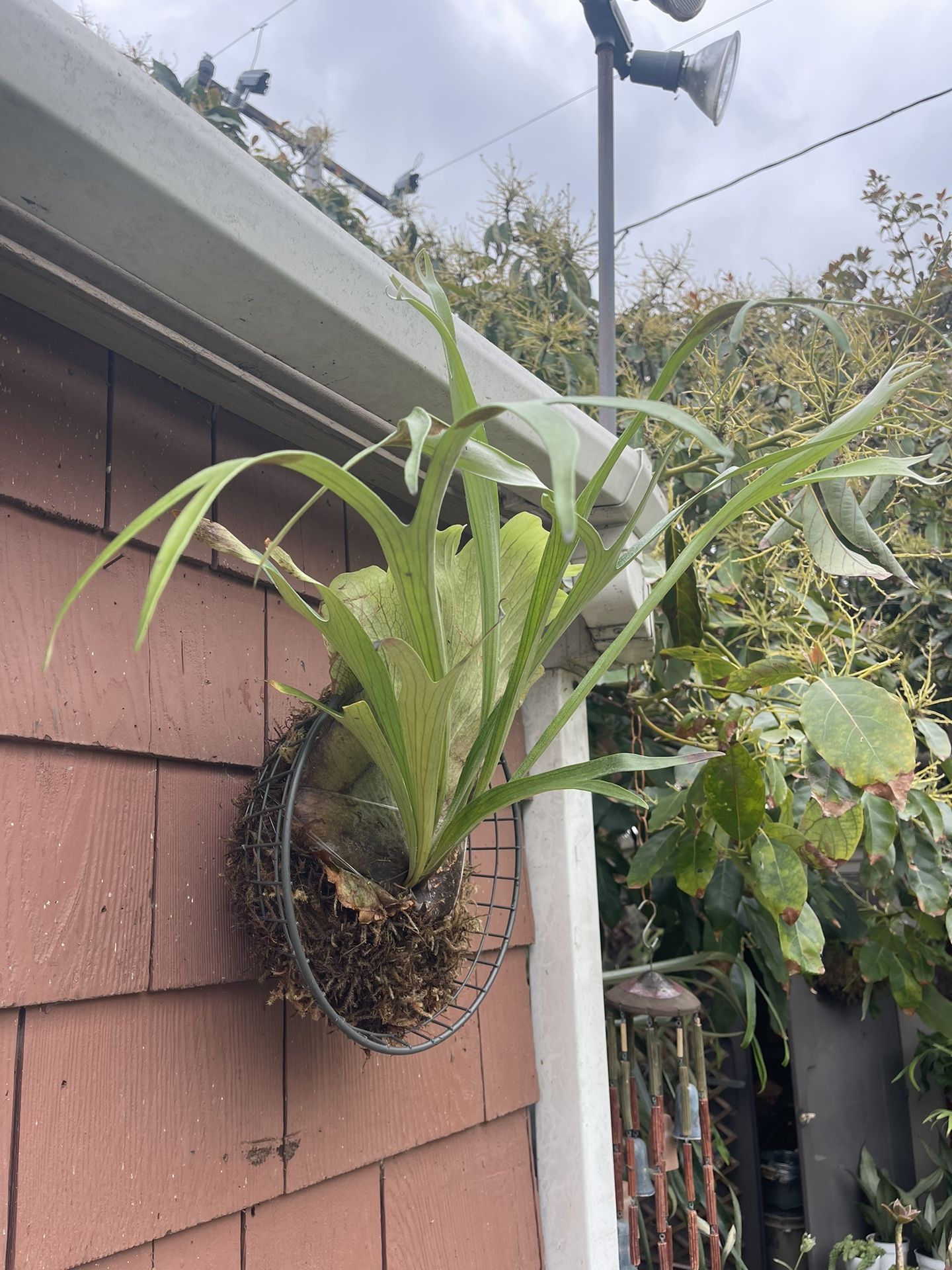 Pretty Pretty Staghorn Fern In Wire Basket