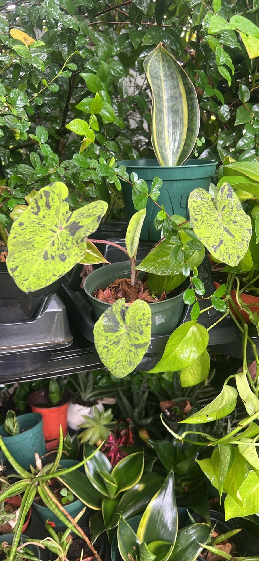 Mojito Colocasia Pond Plant