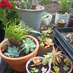 Assorted Potted Succulents 
