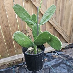 Cactus 🌵