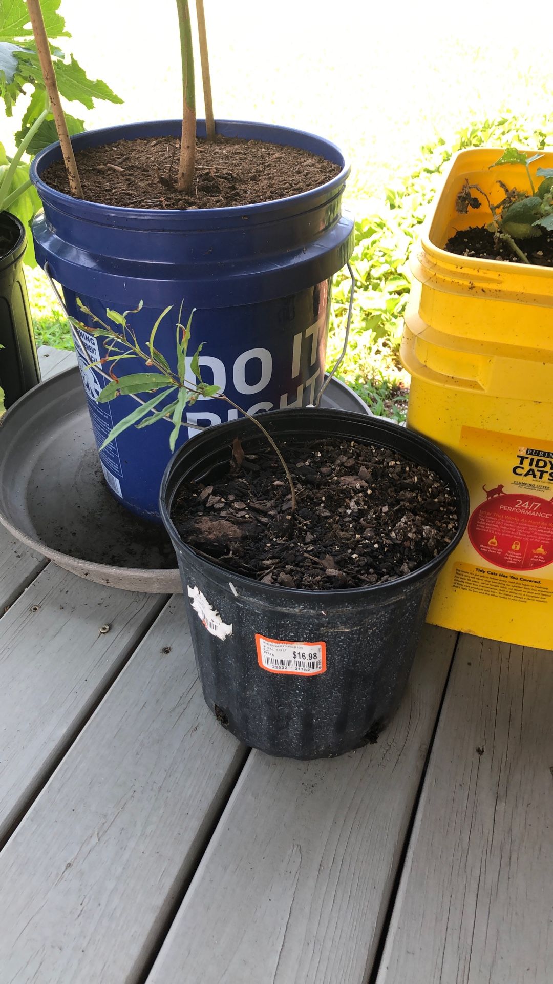 BLACK WALNUT SAPLINGS