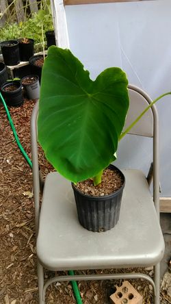 Large Leaf Elephant Ear Plant