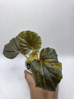 Begonia Cucullata Auera