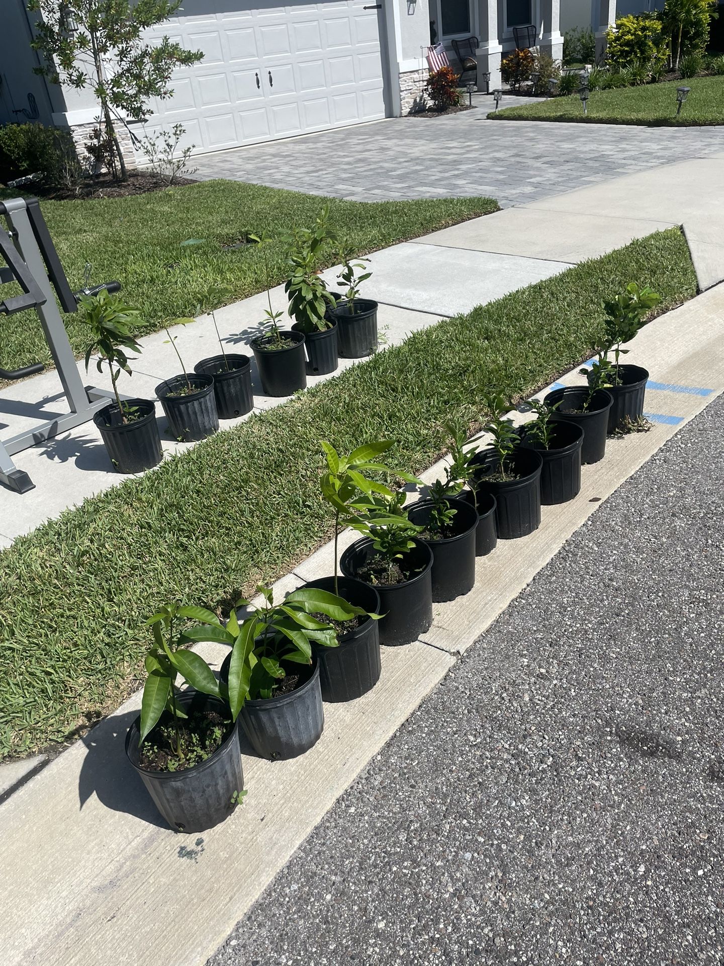 Avocado. Mango. Lemon. $10 Each