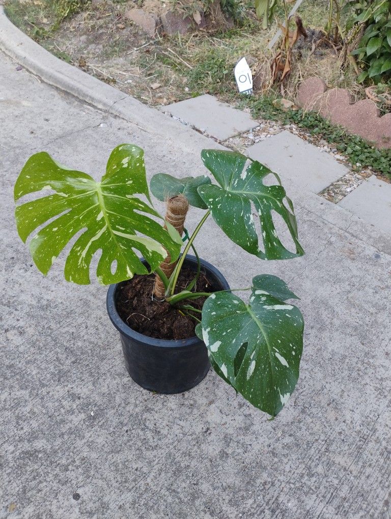 Silt Monstera Thai Constellation Plant 