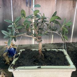 Bonsai Plants For Sale $25 Each