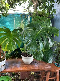Monstera Deliciosa plants indoors