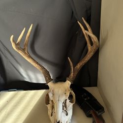 Deer Skull With Antlers 