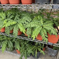 Indian curry Leaf plant