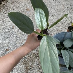 Philodendron Silver Sword