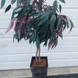 I Have Several Fake Trees About 6 Ft Tall ! Never Forget To Water Again ! $20 Each