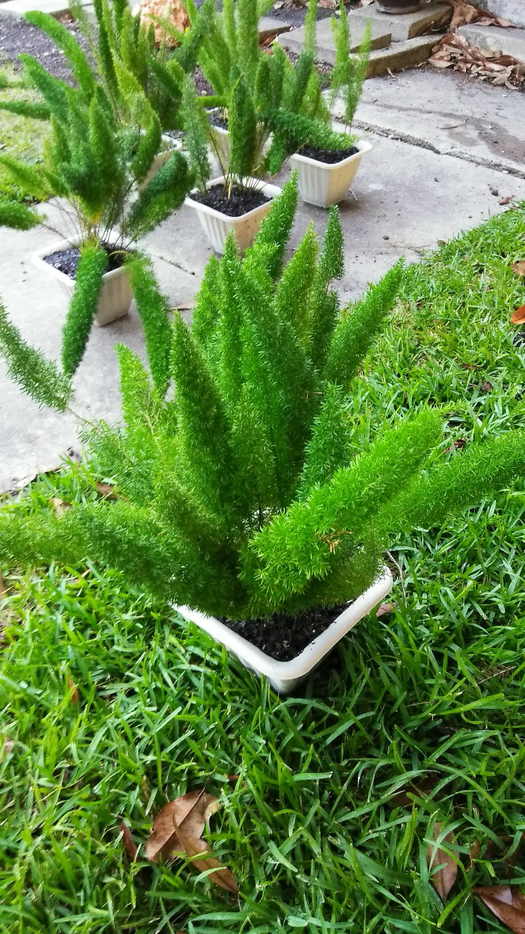 Foxtail Fern Plant -$6 🦊