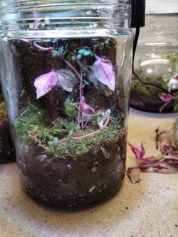 Living Wall Terrarium   Tradescantia And Pilea