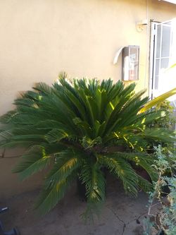 Sego palm tree