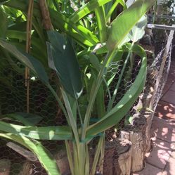 Plantas De Ave Del Paraíso Color Anaranjadas $35 Cada Una 